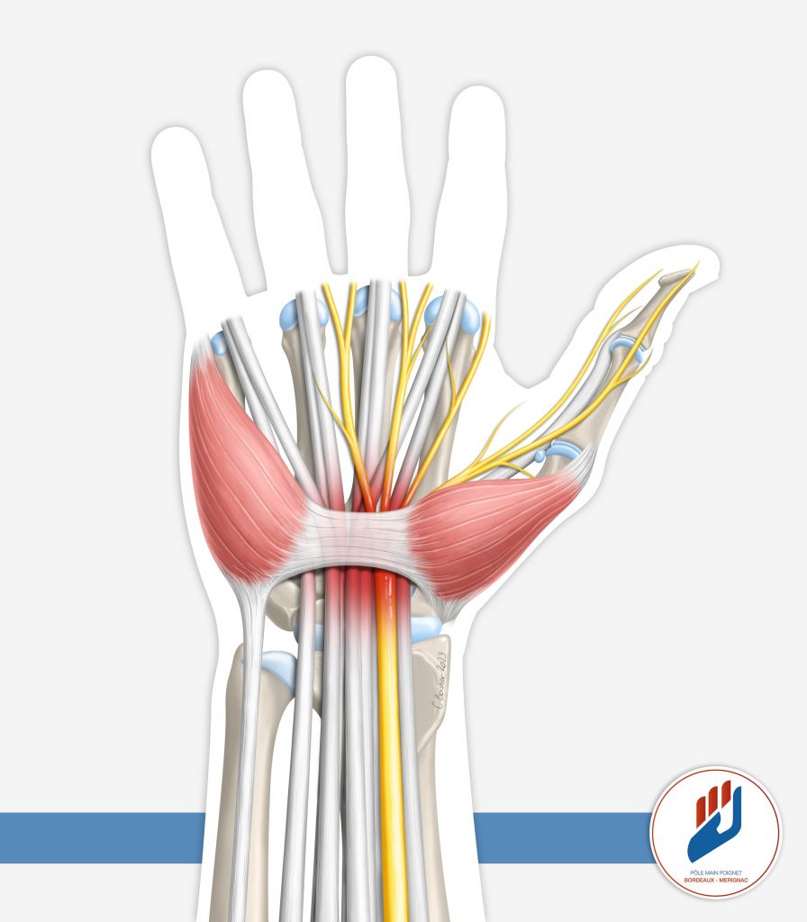 – Anatomie de la main, mouvement du pouce et du poignet